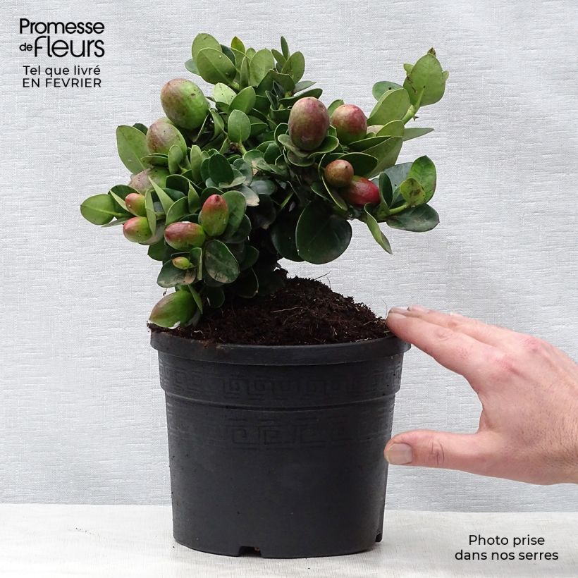 Example of Carissa macrocarpa - Prunier du Natal Pot van 2 l/3 l as you get in hiver