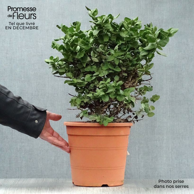 Example of Carissa macrocarpa - Prunier du Natal Pot van 7,5 l/10 l as you get in hiver