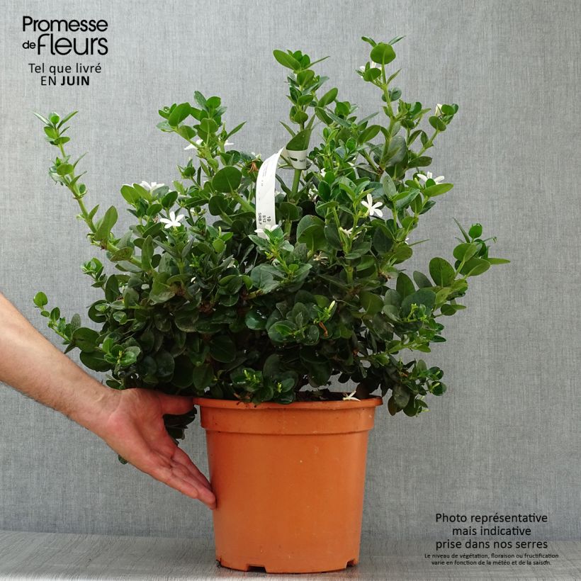Exemplaar van Carissa macrocarpa - Natalpruim Pot van 7,5 l/10 l zoals geleverd in de zomer