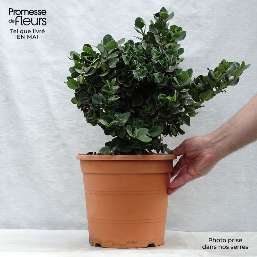 Exemplaar van Carissa macrocarpa - Natalpruim Pot van 7,5 l/10 l zoals geleverd in de lente