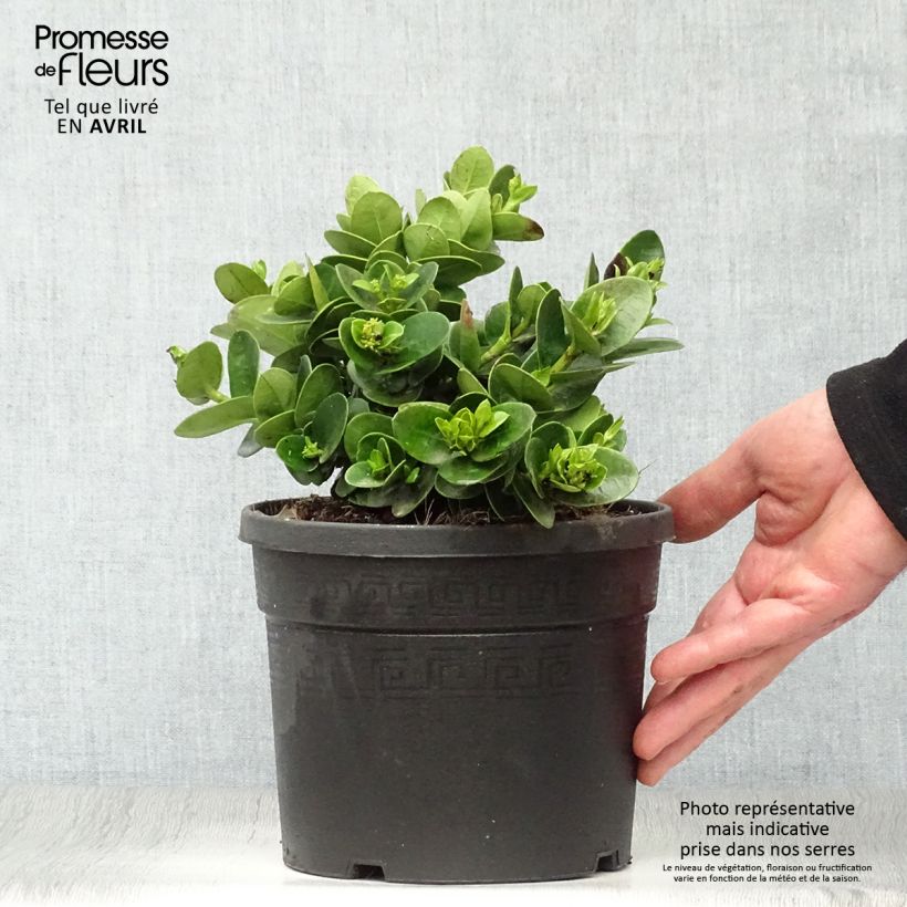 Example of Carissa macrocarpa prostrata - Prunier du Natal Pot van 3 l/4 l as you get in printemps