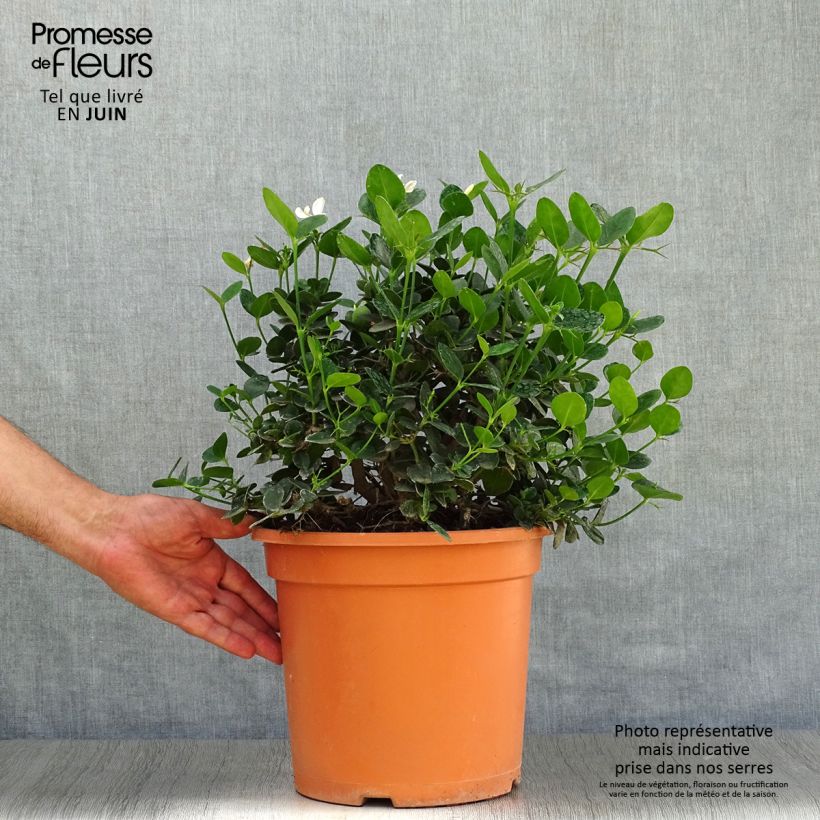 Exemplaar van Carissa macrocarpa prostrata - Natalpruim Pot van 7,5 l/10 l zoals geleverd in de zomer