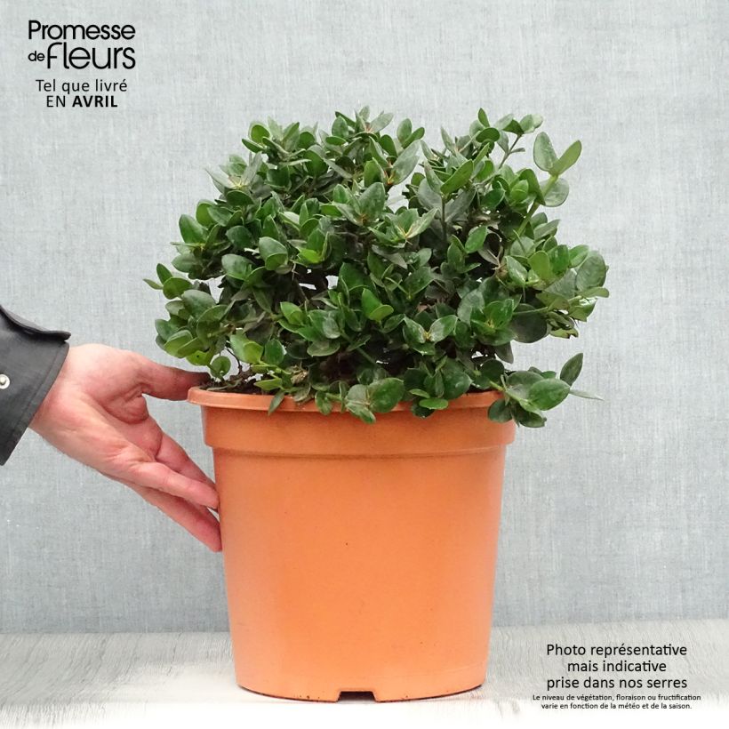 Example of Carissa macrocarpa prostrata - Prunier du Natal Pot van 7,5 l/10 l as you get in printemps