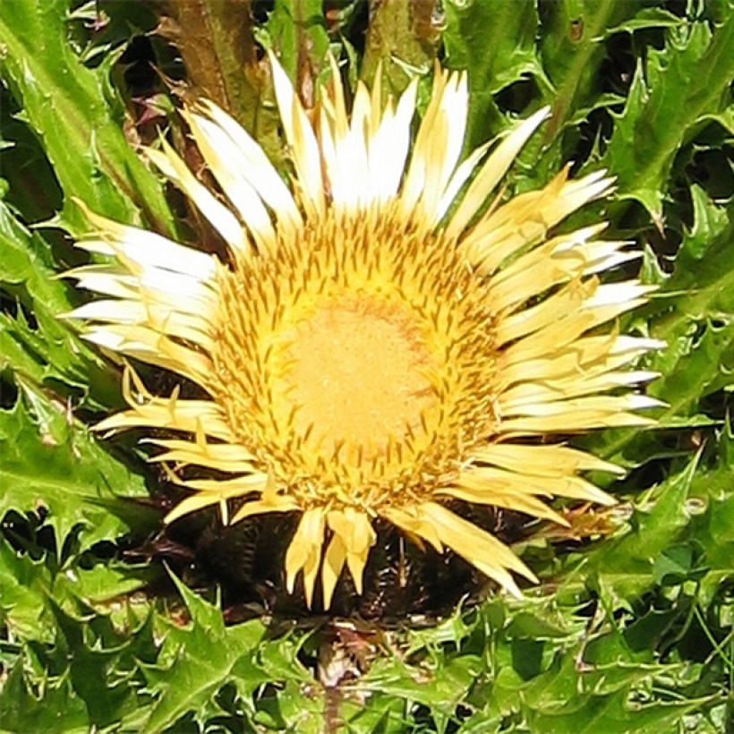 Carlina acanthifolia - Driedistel (Bloei)