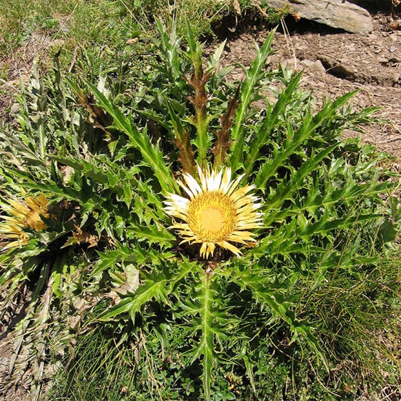 Carlina acanthifolia - Driedistel (Groeiplaats)
