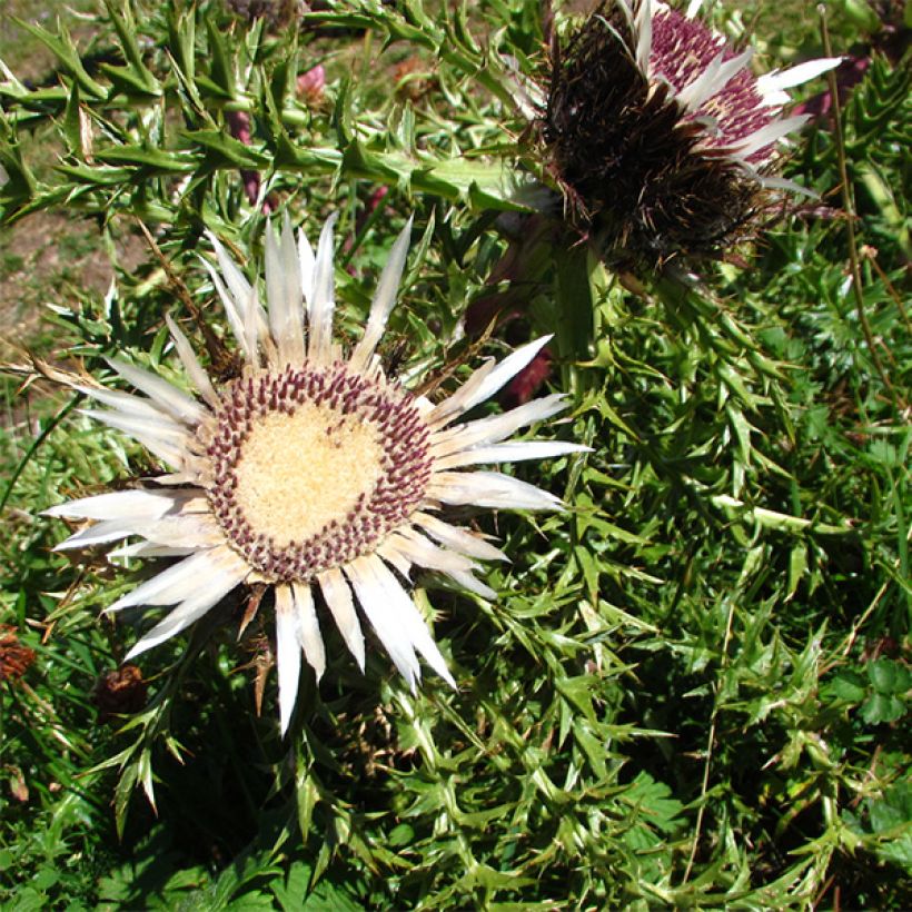 Carlina acaulis ssp. simplex Bronze - Zilverdistel (Bloei)