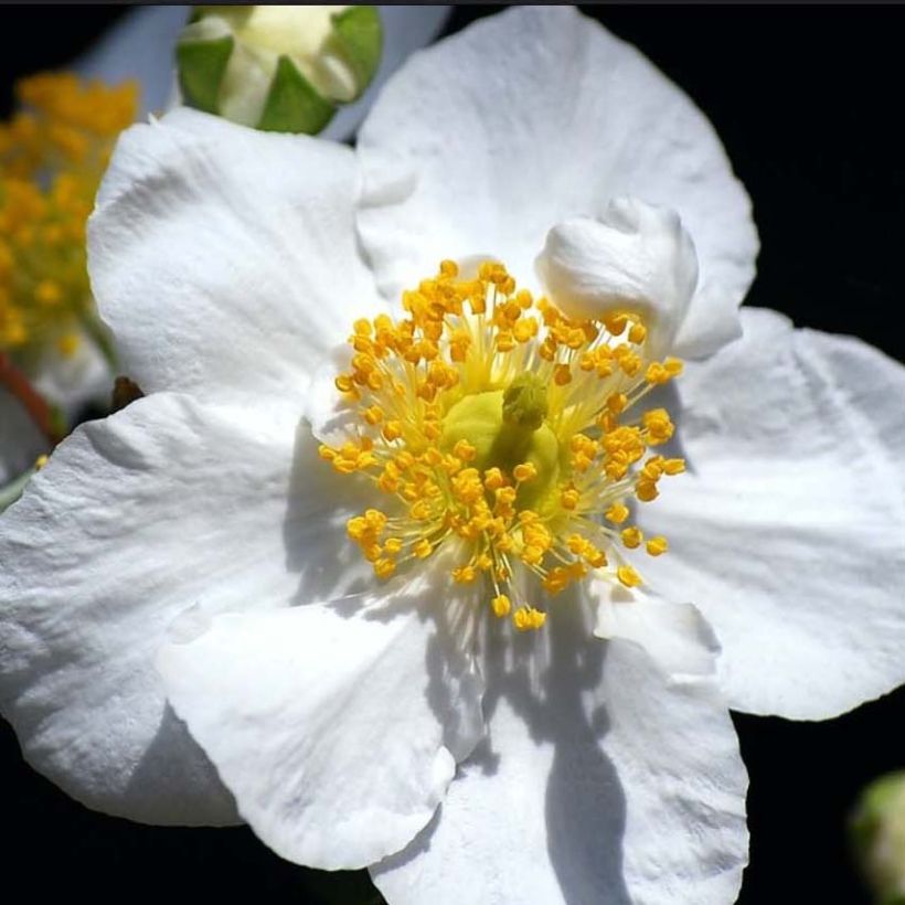 Carpenteria californica Bodnant - Californische bosjasmijn (Flowering)