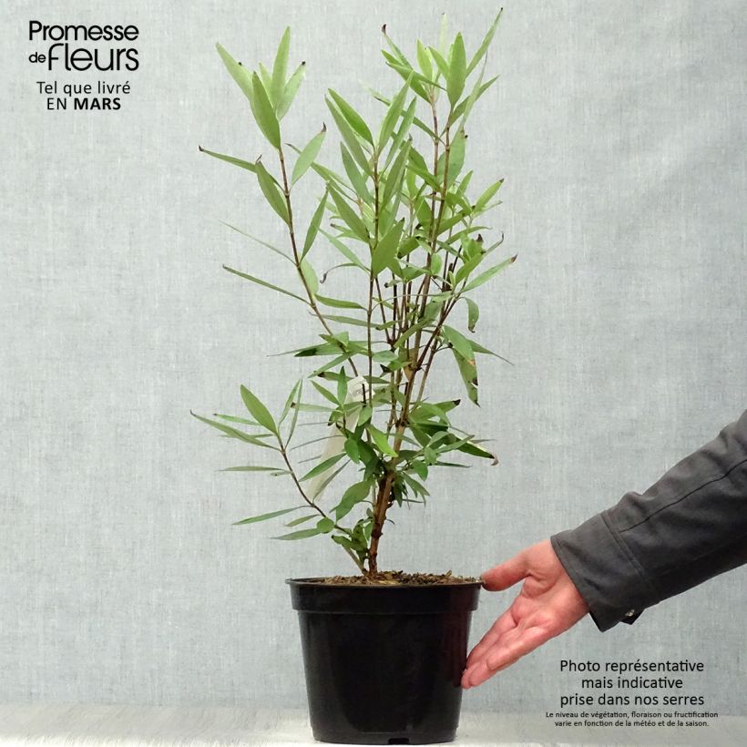 Exemplaar van Carpenteria californica - Californische bosjasmijn Pot van 3 l/4 l zoals geleverd in de lente