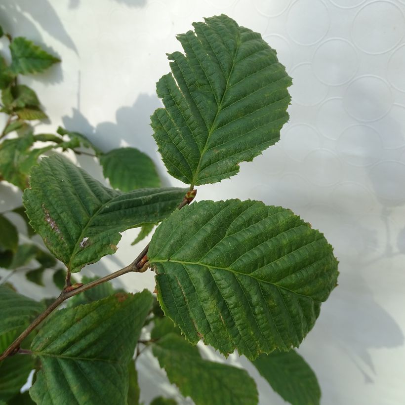 Carpinus betulus - Haagbeuk (Foliage)