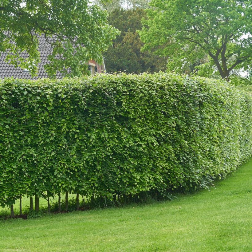 Carpinus betulus - Haagbeuk (Groeiplaats)