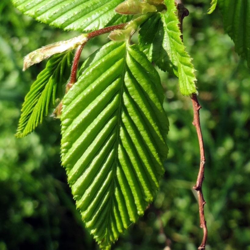 Carpinus betulus Lucas - Haagbeuk (Foliage)