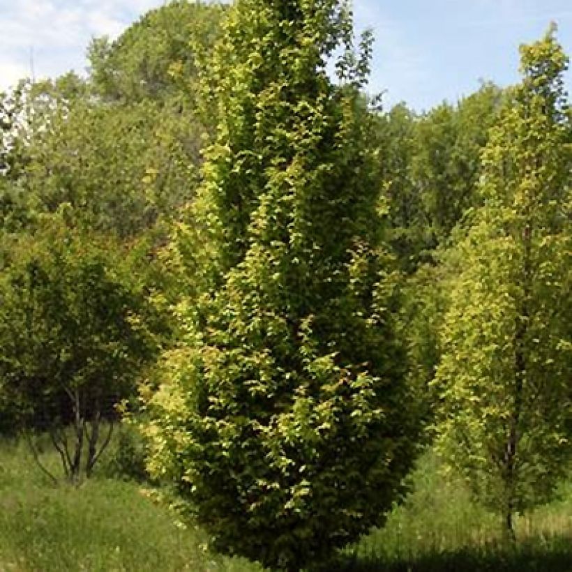 Carpinus betulus Lucas - Haagbeuk (Plant habit)