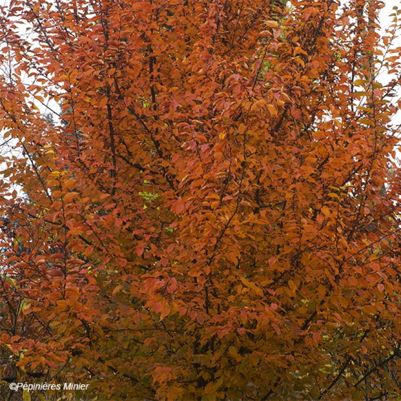 Carpinus betulus Orange Retz - Haagbeuk (Foliage)
