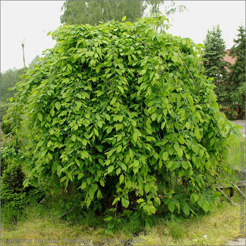 Carpinus betulus Pendula - Haagbeuk (Plant habit)