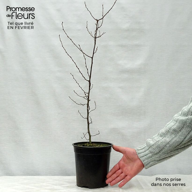 Example of Carpinus betulus - Haagbeuk Pot van 2 l/3 l as you get in hiver