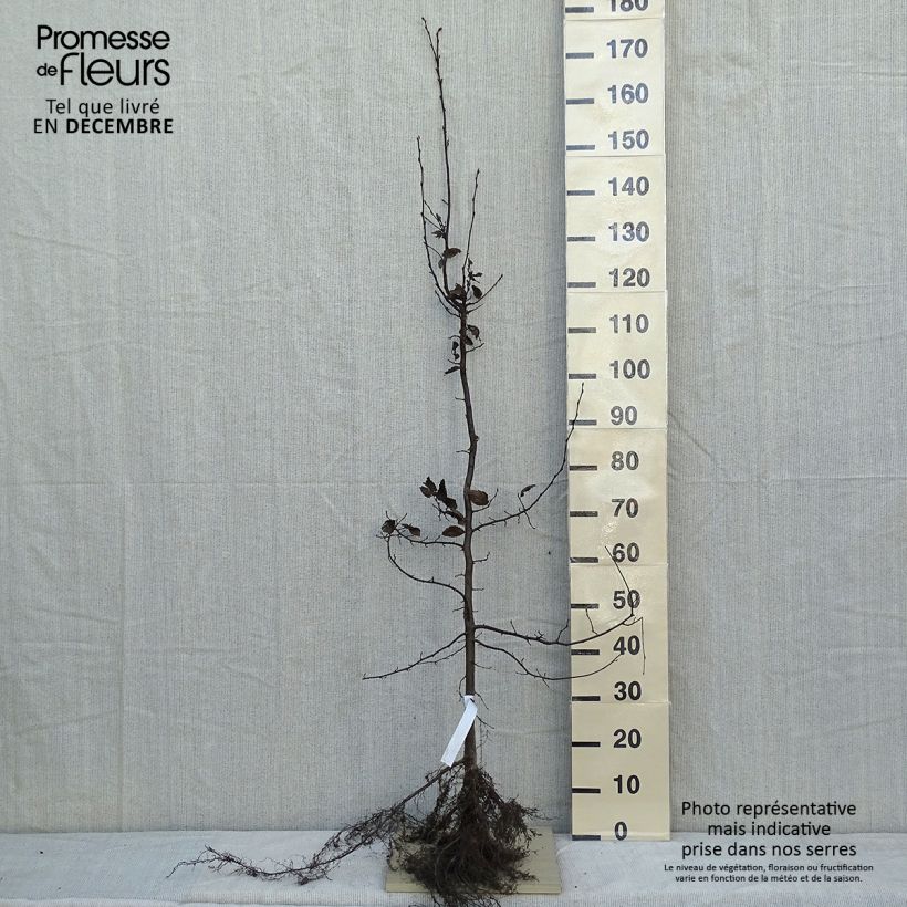 Example of Carpinus betulus - Haagbeuk Naakte wortel as you get in hiver