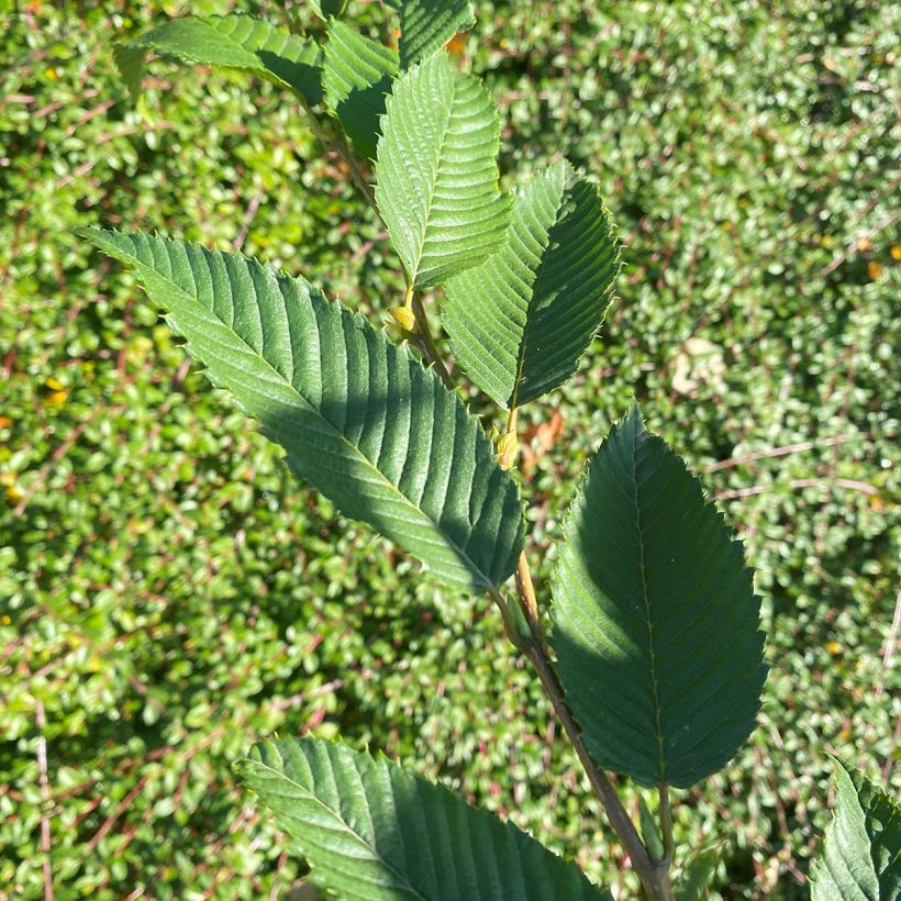 Carpinus japonica - Japanse haagbeuk (Foliage)