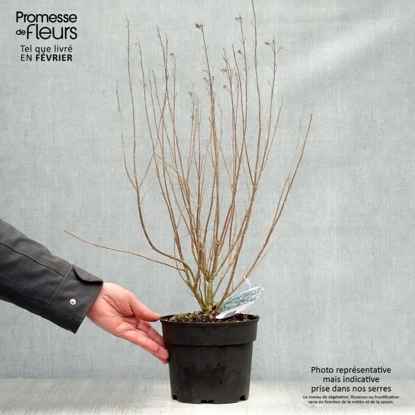 Example of Caryopteris Grand Bleu - Spirée bleue  Pot van 2 l/3 l as you get in hiver