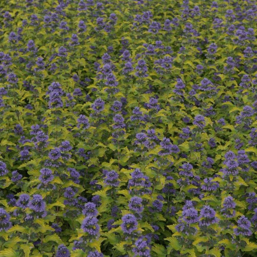 Caryopteris clandonensis Hint of Gold - Blauwe spirea (Flowering)