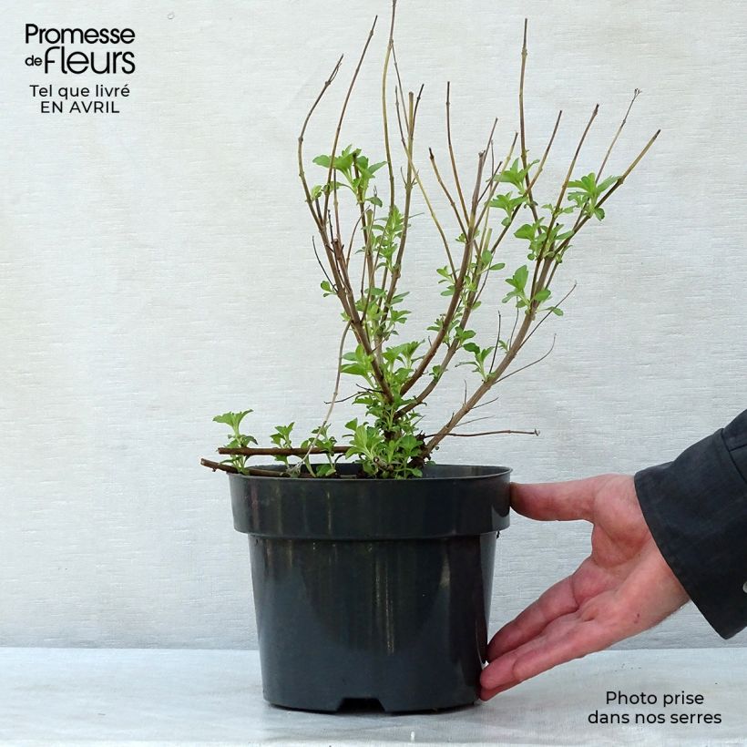 Exemplaar van Caryopteris clandonensis Hint of Gold - Blauwe spirea Pot van 3 l/4 l zoals geleverd in de lente