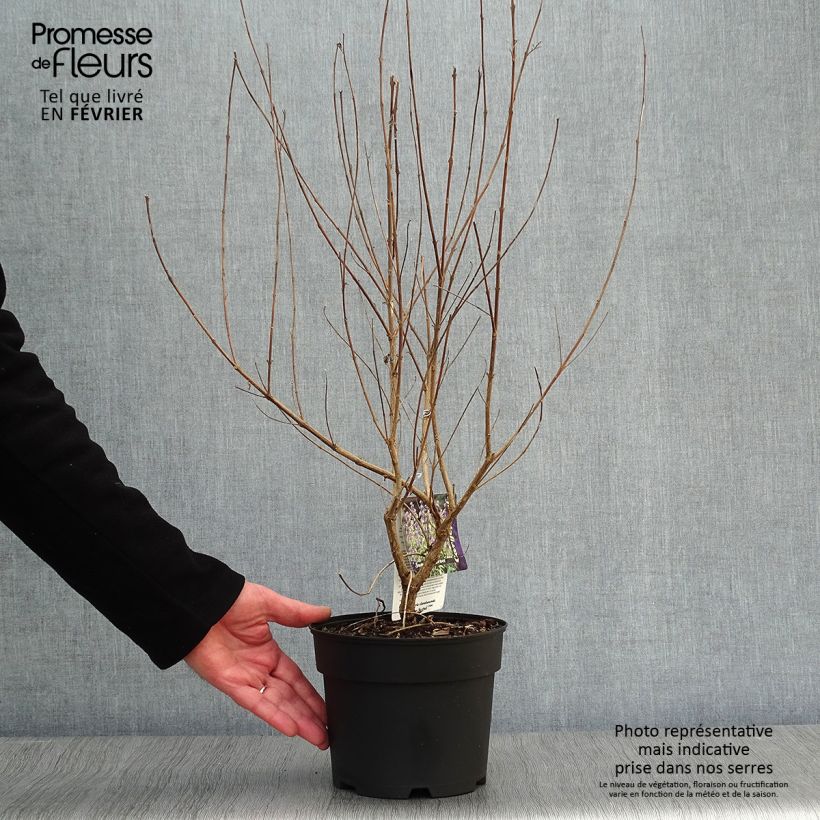 Example of Caryopteris Summer Sorbet® - Spirée Bleue, Barbe-bleue Pot van 3 l/4 l as you get in hiver