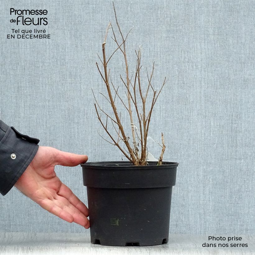 Example of Caryopteris White Surprise - Spirée bleue, Barbe-bleue Pot van 2 l/3 l as you get in hiver