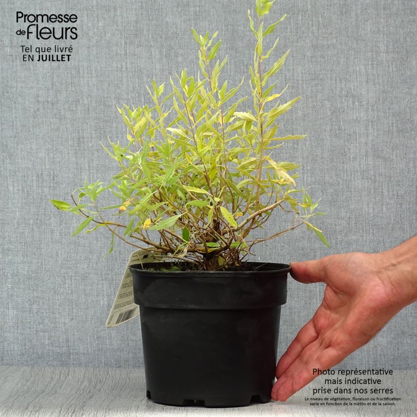 Exemplaar van Caryopteris clandonensis Worcester Gold - Blauwbaard Pot van 2 l/3 l zoals geleverd in de zomer