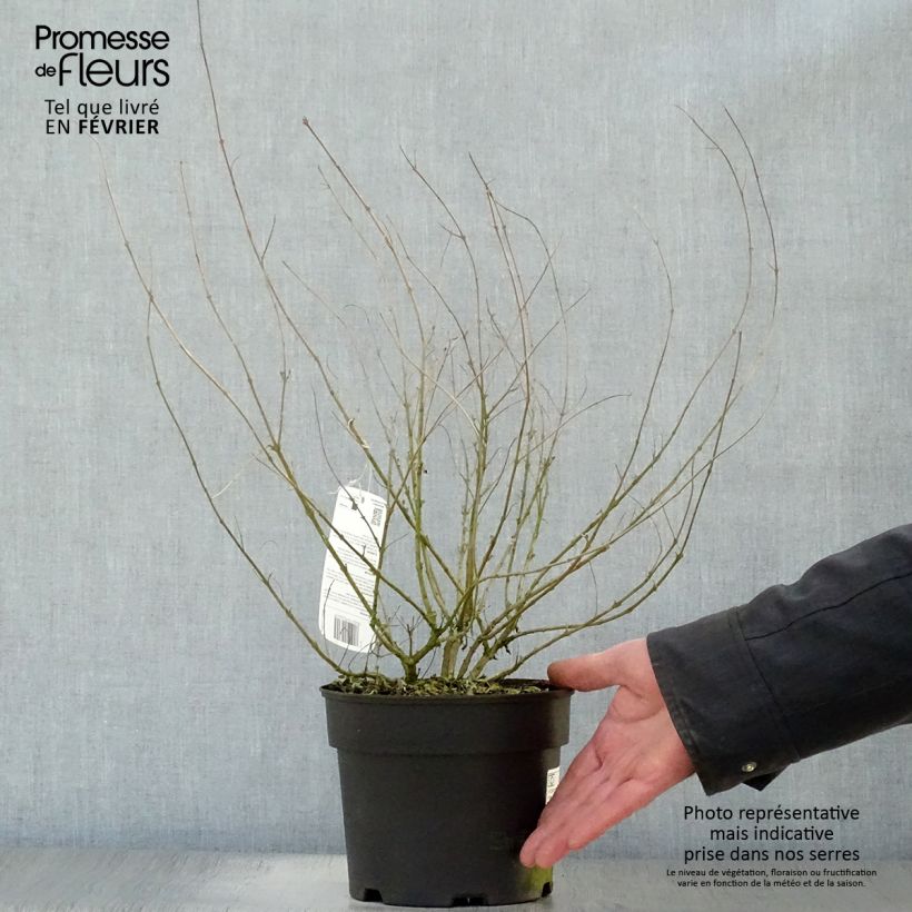 Example of Caryopteris Worcester Gold - Spirée bleue, Barbe-bleue Pot van 2 l/3 l as you get in hiver