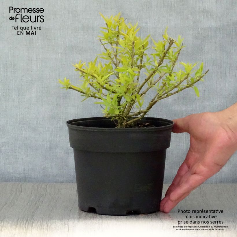 Exemplaar van Caryopteris clandonensis Worcester Gold - Blauwbaard Pot van 2 l/3 l zoals geleverd in de lente