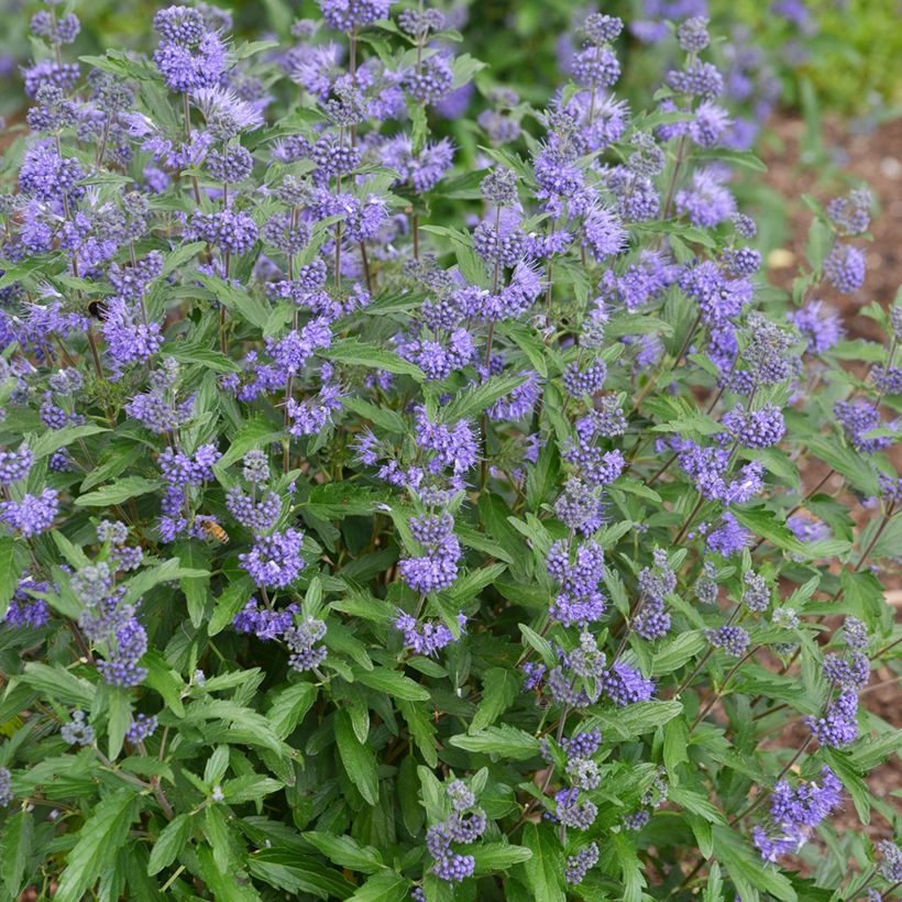 Caryopteris clandonensis Beyond Midnight - Blauwe spirea (Groeiplaats)