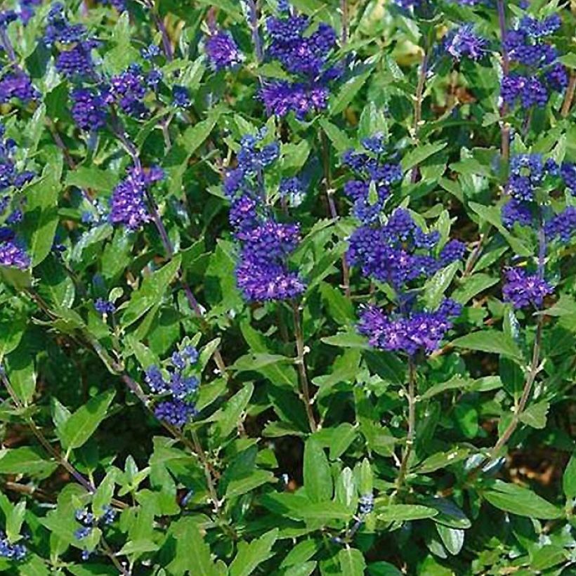 Caryopteris clandonensis First Choice - Blauwe spirea (Foliage)
