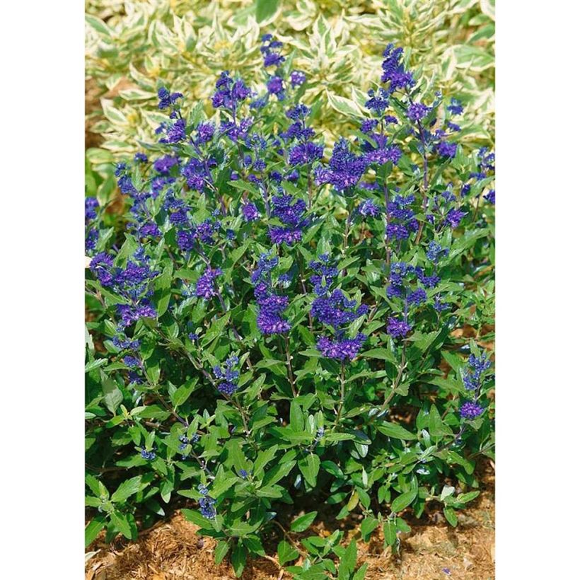 Caryopteris clandonensis First Choice - Blauwe spirea (Plant habit)
