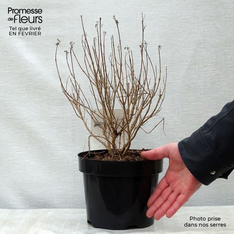 Example of Caryopteris clandonensis First Choice - Blauwe spirea Pot van 2 l/3 l as you get in hiver