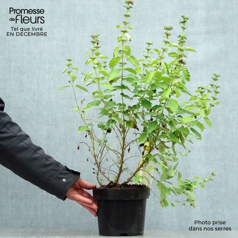 Example of Caryopteris clandonensis Good as Gold - Spirée bleue Pot van 2 l/3 l as you get in hiver