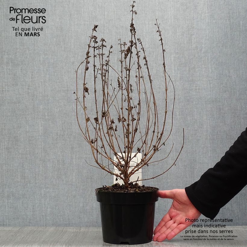 Exemplaar van Caryopteris clandonensis Good as Gold - Blauwe spirea Pot van 2 l/3 l zoals geleverd in de lente