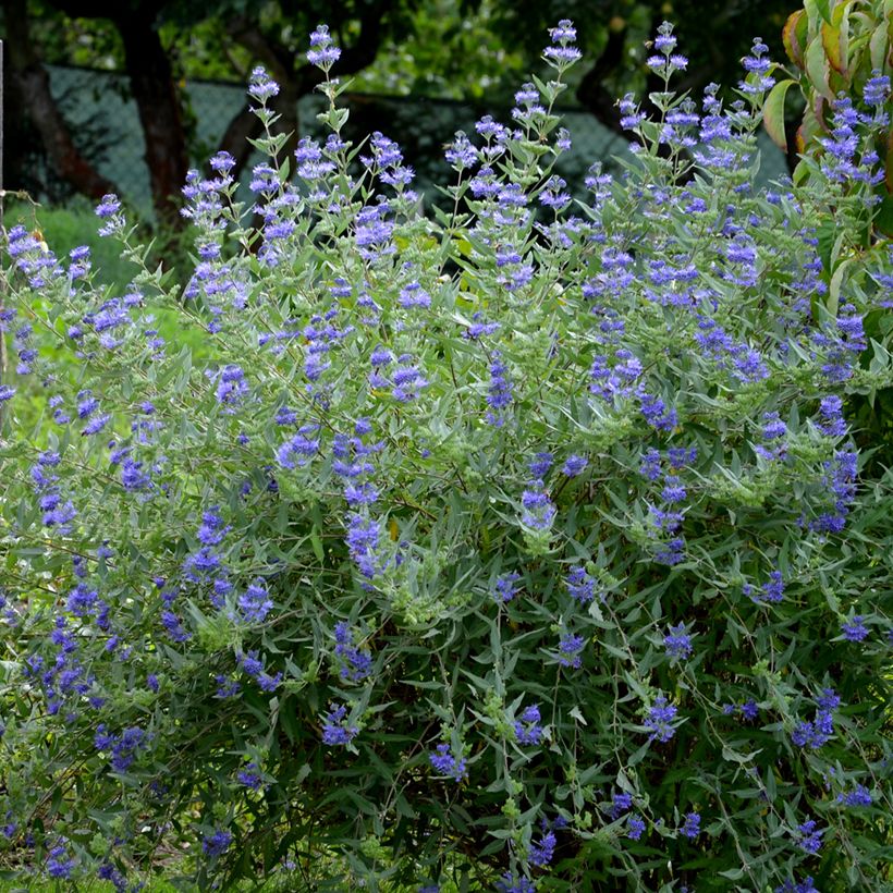 Caryopteris clandonensis Heavenly Blue - Blauwe spirea (Groeiplaats)
