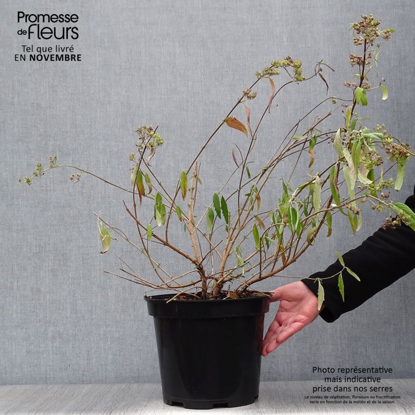 Exemplaar van Caryopteris clandonensis Heavenly Blue - Blauwe spirea Pot van 7,5 l/10 l zoals geleverd in de herfst
