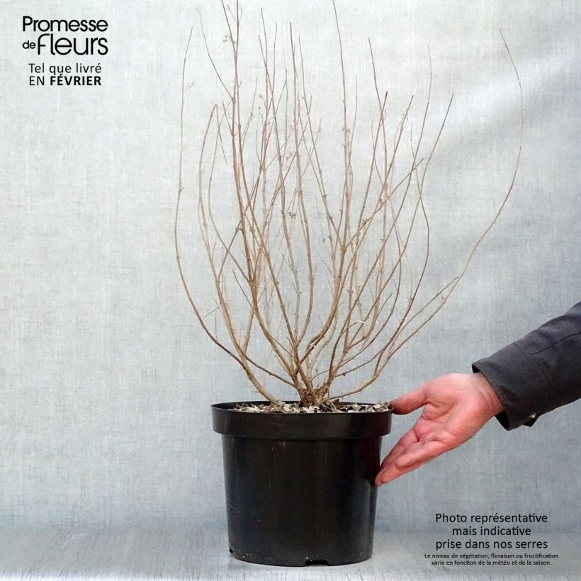 Example of Caryopteris clandonensis Heavenly Blue - Blauwe spirea Pot van 7,5 l/10 l as you get in hiver