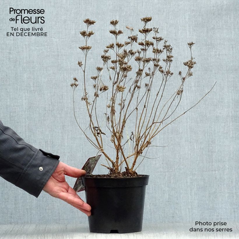 Example of Caryopteris clandonensis Heavenly Blue - Blauwe spirea Pot van 2 l/3 l as you get in hiver