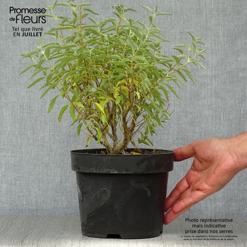Exemplaar van Caryopteris clandonensis Pink Perfection - Blauwe spirea Pot van 2 l/3 l zoals geleverd in de zomer