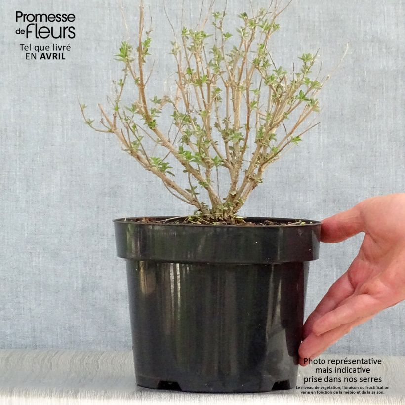 Exemplaar van Caryopteris clandonensis Pink Perfection - Blauwe spirea Pot van 2 l/3 l zoals geleverd in de lente
