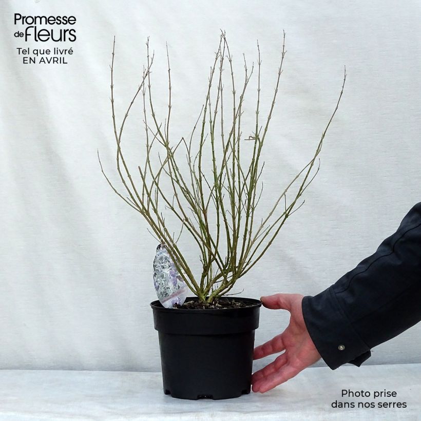 Exemplaar van Caryopteris clandonensis Sterling Silver - Blauwe spirea Pot van 2 l/3 l zoals geleverd in de lente