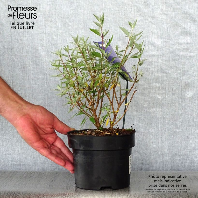 Exemplaar van Caryopteris clandonensis Sterling Silver - Blauwe spirea Pot van 2 l/3 l zoals geleverd in de zomer