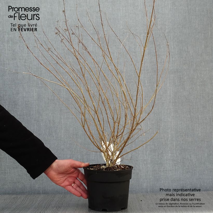 Example of Caryopteris clandonensis Sterling Silver - Spirée bleue Pot van 2 l/3 l as you get in hiver