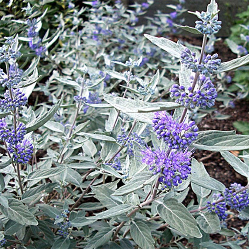 Caryopteris clandonensis Sterling Silver - Blauwe spirea (Flowering)