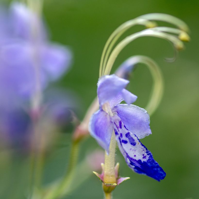 Caryopteris divaricata - Baardbloem (Bloei)