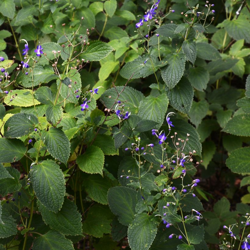 Caryopteris divaricata - Baardbloem (Groeiplaats)