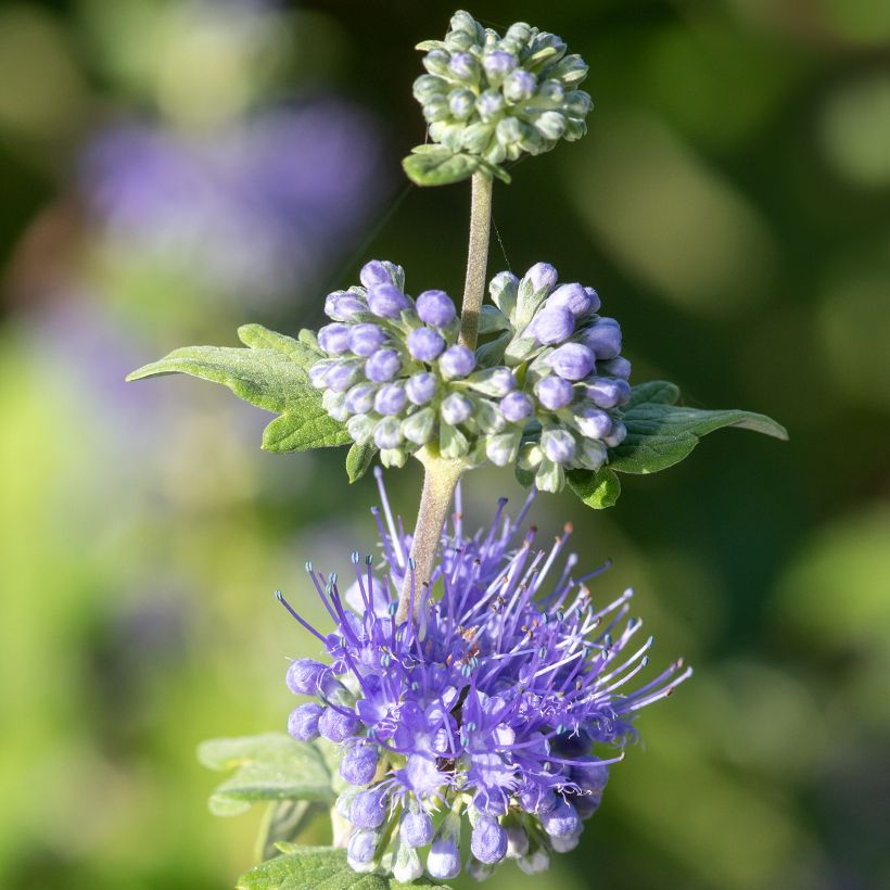 Caryopteris incana Sunny Blue - Blauwbaard (Flowering)