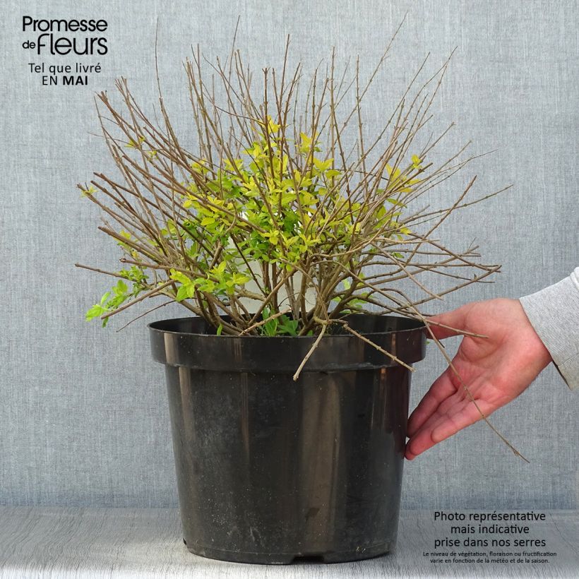 Exemplaar van Caryopteris incana Sunshine Blue - Blauwbaard Pot van 7,5 l/10 l zoals geleverd in de lente