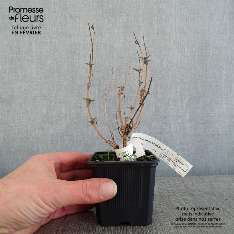 Example of Caryopteris x clandonensis Camara Dark Blue - Spirée bleue Kweekpotje van 8/9 cm as you get in hiver